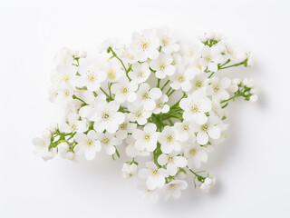 Top view of gypsophila plant isolated on white background