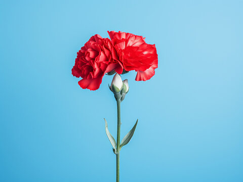 Red and white carnation flowers arranged on blue-gray pastel background with copy space