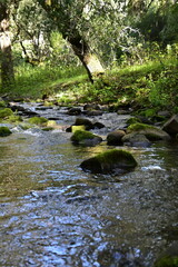 Obraz premium stream in the forest