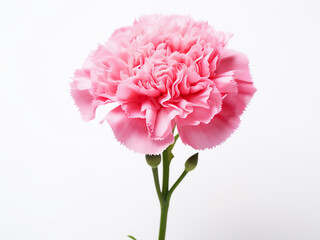 Solitary pink carnation flower provides a backdrop for Mother's Day celebrations