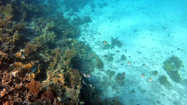 Korallen Riff im Roten Meer in &Auml;gypten	