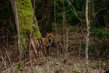 The sly fox in the National Park