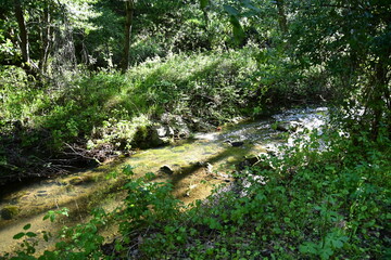 the river in the forest