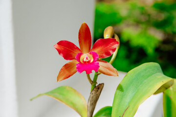 red orchid flower