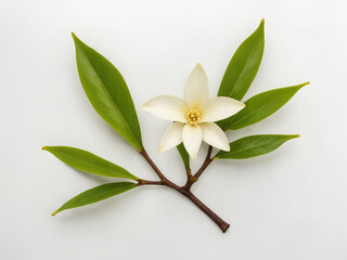 Vanilla flower plant on white background