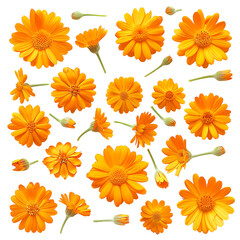 set of flowers isolated on transparent background