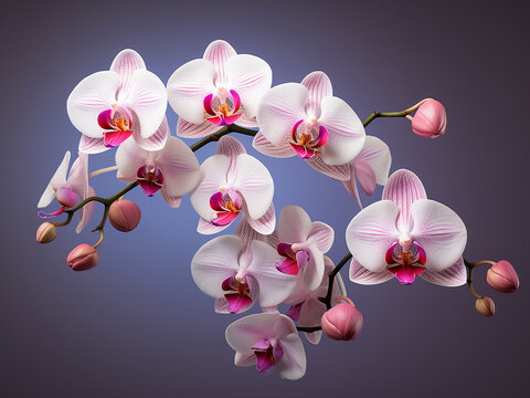 White orchids with delicate pink hues grace a spa-themed card