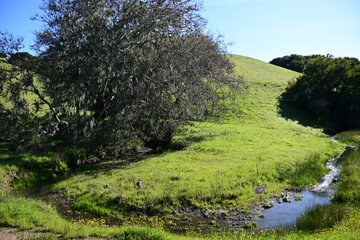 landscape with trees and hills