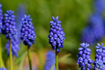 Bright blue Grape Hyacinth in the garden. It is a bulbous perennial with basal, simple leaves and short flowering stems. Also known as bluebells.