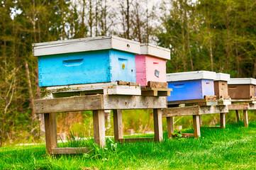 Bee hives in an apiary. Apiculture