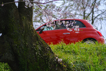 桜の花と赤い車