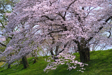 斜面に咲く満開の桜の木