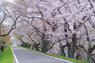 淡いピンク色の桜ロード