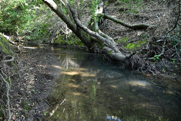 river in the forest