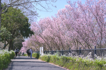 桜が咲いている春の公園の道