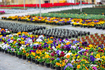 View blooming pansies growing in pots in a greenhouse