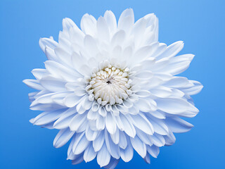 Blue background adorned with a white chrysanthemum flower, evoking romance - obrazy, fototapety, plakaty