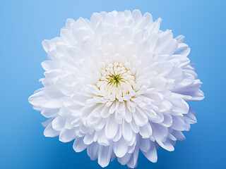 White chrysanthemum flower symbolizing romance against a blue background - obrazy, fototapety, plakaty