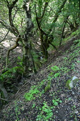 footpath in the forest