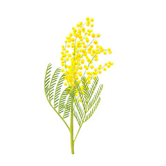 Mimosa yellow spring flowers branch. Hand drawn botanical watercolor illustration isolated on white background. For design, cards, invitations, congratulations, packaging, printing, advertising