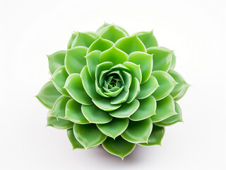 A green succulent plant stands alone on a white background, offering space for text