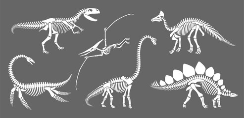 Dinosaur skeleton fossil, dino reptile animal silhouettes. Vector brachiosaurus, stegosaurus, olorotitan, tyrannosaur or trex, elasmosaurus and pterodactyl white ancient reptilian remnant contours set