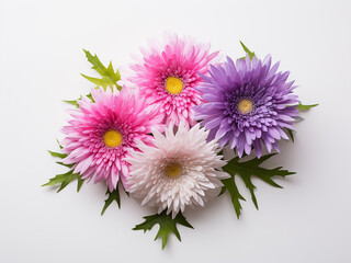 Colorful asters form a flat lay arrangement on white