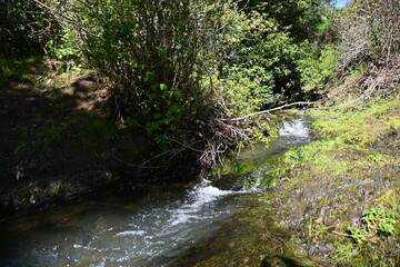 Naklejka na ściany i meble stream in the forest