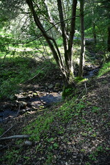 Fototapeta na wymiar stream in the woods