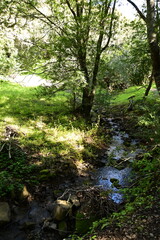 stream in the forest