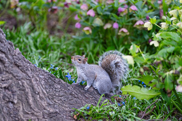 Spring Squirrel in Central Park