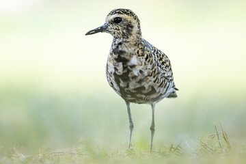 The Pacific golden plover (Pluvialis fulva) is a migratory shorebird that breeds during summer in Alaska and Siberia. Kapiʻolani Regional Park, Waikiki Honolulu Oahu Hawaii