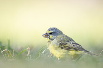 Fototapeta premium The yellow-fronted canary (Crithagra mozambica) is a small passerine bird in the finch family. It is sometimes known in aviculture as the green singing finch. Kapiʻolani Regional Park Waikiki Honolulu