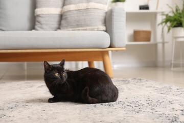 Cute black cat sitting on carpet near sofa in living room - obrazy, fototapety, plakaty