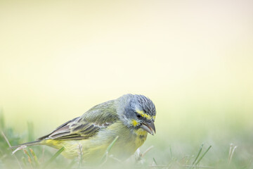 The yellow-fronted canary (Crithagra mozambica) is a small passerine bird in the finch family. It...