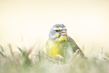 The yellow-fronted canary (Crithagra mozambica) is a small passerine bird in the finch family. It...