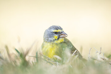 The yellow-fronted canary (Crithagra mozambica) is a small passerine bird in the finch family. It...