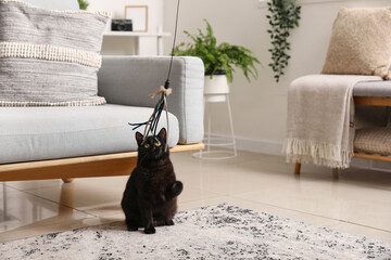 Cute black cat playing in living room