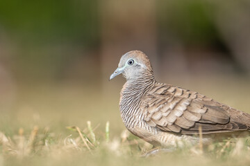 The zebra dove (Geopelia striata), also known as the barred ground dove, or barred dove, is a species of bird of the dove family, Columbidae, native to Southeast Asia.  Kapiʻolani Regional Park,