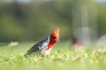 The red-crested cardinal (Paroaria coronata) is a passerine bird in the tanager family Thraupidae. Brazilian cardinal. Kapiʻolani Regional Park, Waikiki Honolulu Oahu Hawaii
