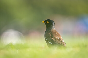 The common myna or Indian myna (Acridotheres tristis), sometimes spelled mynah, is a bird in the family Sturnidae, native to Asia. Kapiʻolani Regional Park, Waikiki Honolulu Oahu Hawaii

