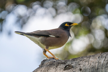 The common myna or Indian myna (Acridotheres tristis), sometimes spelled mynah, is a bird in the...
