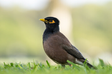 The common myna or Indian myna (Acridotheres tristis), sometimes spelled mynah, is a bird in the family Sturnidae, native to Asia. Kapiʻolani Regional Park, Waikiki Honolulu Oahu Hawaii
