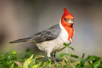 The red-crested cardinal (Paroaria coronata) is a passerine bird in the tanager family Thraupidae....