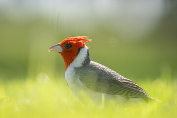 The red-crested cardinal (Paroaria coronata) is a passerine bird in the tanager family Thraupidae. Brazilian cardinal. Kapiʻolani Regional Park, Waikiki Honolulu Oahu Hawaii
