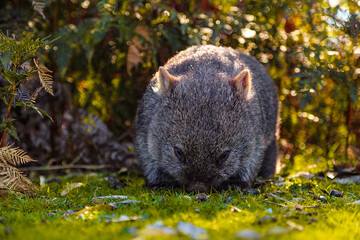 wombat in the forest