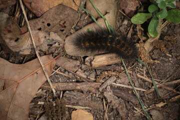 black caterpillar