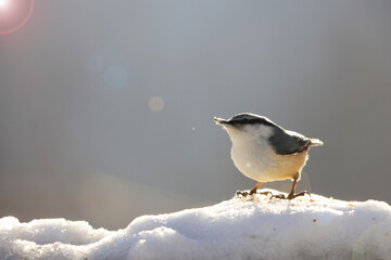 Eurasian nuthatch or wood nuthatch (Sitta europaea hondoensis) in Japan