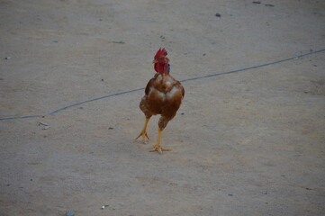 Free-range chicken raised cage-free in a backyard in the interior of Brazil