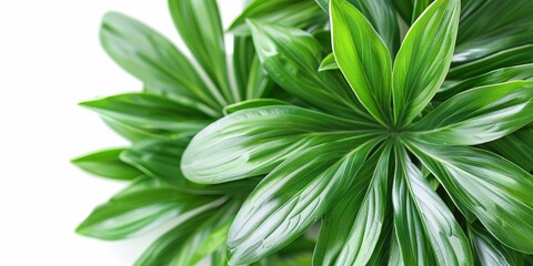 Lush green leaves with vibrant variegation, close-up. Fresh foliage, natural background for eco and wellness concepts.